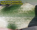 Sandblasting injury to leaf surface