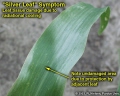 Silver leaf symptom