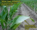 Silver leaf symptom