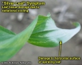 Silver leaf symptom