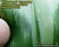 Silver leaf symptom