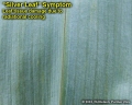 Silver leaf symptom