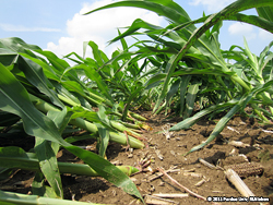 Root-lodged corn