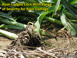 Root-lodged corn