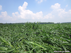 Root-lodged corn