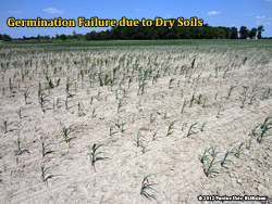 Poor stand due to drought at germination