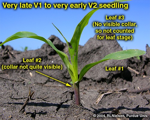 Late V1 Corn plant