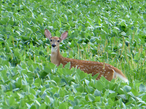 Young deer in soybean field