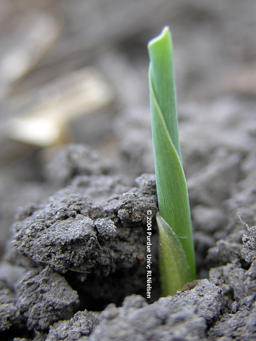 VE corn seedling