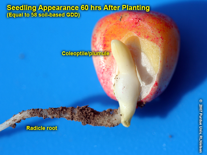 Radicle root and coleoptile