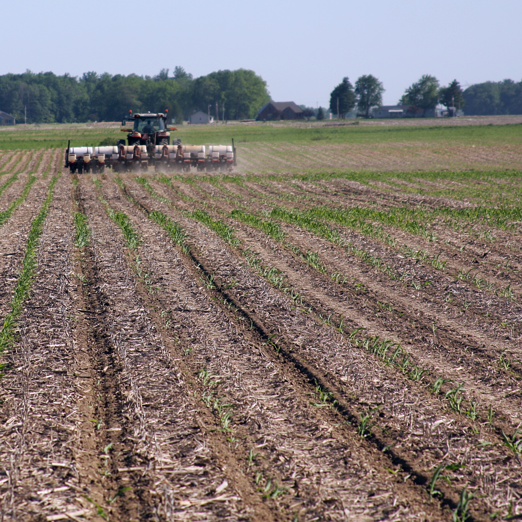 Replanting corn