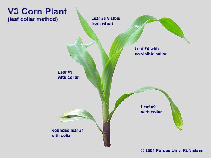 Determining Corn Leaf Stages (Purdue University)