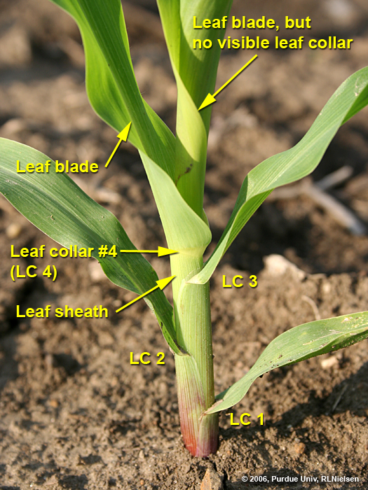 determining corn leaf stages corny news network purdue university growth stages of corn