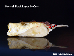 Kernel black layer