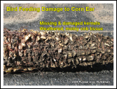 Bird damage