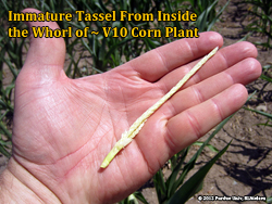 Immature tassel from V10 plant