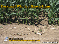 Desiccated whorls at base of plants