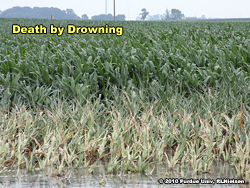 Death by drowning
