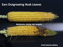 Stunted husk leaves