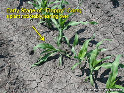 Floppy corn