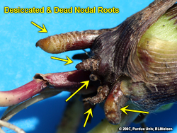 Desiccated roots
