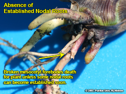 Broken mesocotyl