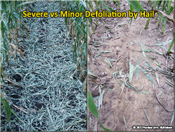 Severe vs minor defoliation