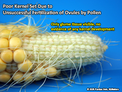 Poor kernel set
