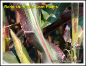 Purple corn