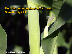 Silks emerging from husk