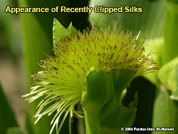 Clipped silks