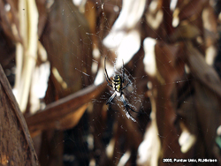Spider in the corn