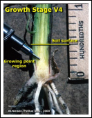 Split stalk of V4 plant