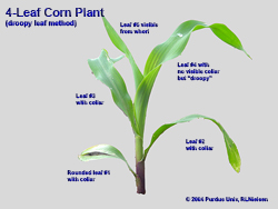 4-leaf example