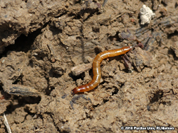 Wireworm