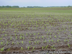 Yellow-green corn