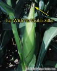 Severe silk clipping