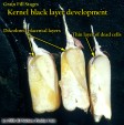 Kernel black layer