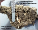 Seedling blight in corn