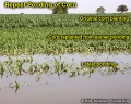 Repeat ponding of corn