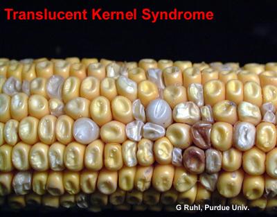 Kernels beginning to shrivel