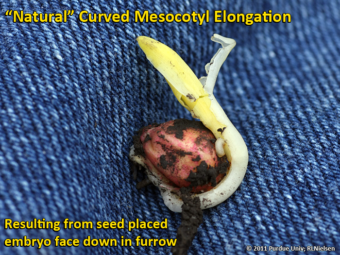 Mesocotyl elongation
