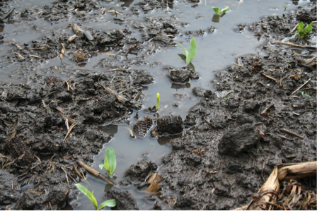 Ponded corn