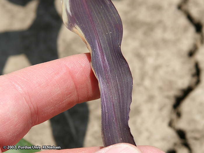 Purple corn