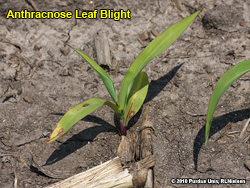 Anthracnose