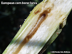 ECB larva