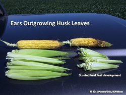 Stunted husk leaves