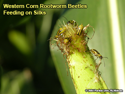 Silk clipping by CRW beetles