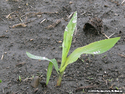 Yellow-green corn