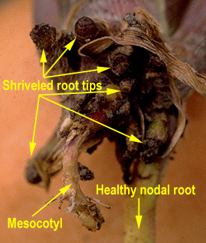 View of stubbed off roots